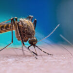 Alerta de surto: Capital de Mato Grosso intensifica combate ao Aedes Aegypti diante da alta de casos nas unidades de saúde