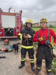 Corpo de Bombeiros resgata cachorro abandonado dentro de bueiro em Lucas do Rio Verde