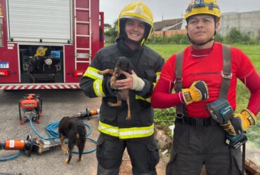 Corpo de Bombeiros resgata cachorro abandonado dentro de bueiro em Lucas do Rio Verde