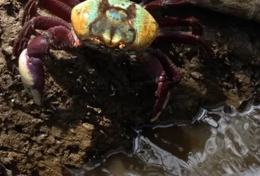 Defeso do caranguejo-uçá começa em 18 de janeiro e segue até abril de 2026