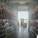 Exportação de carne bovina de MT bate 4 bilhões de dólares em 2025