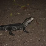 Jacaré é resgatado de rede de pesca em Várzea Grande