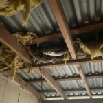 Jiboia é resgatada no forro de casa em chácara de Cuiabá