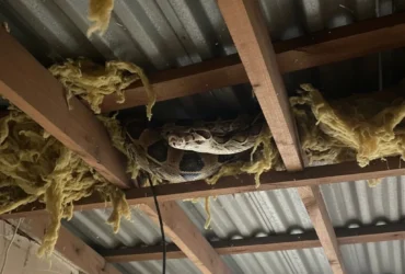 Jiboia é resgatada no forro de casa em chácara de Cuiabá