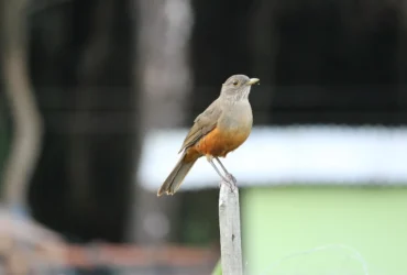 paisagem tranquila de domingo com céu suave, simbolizando reorganização e equilíbrio do dia