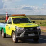 Capivara morre após ser atropelada na BR-163 em Sinop