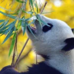 O dia pede ajustes de ritmo e atenção aos detalhes no Horóscopo Chinês
