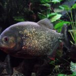 Criança perde parte do dedo do pé após ataque de piranha em balneário no interior de São Paulo