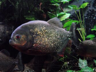 Criança perde parte do dedo do pé após ataque de piranha em balneário no interior de São Paulo