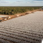 Mato Grosso mantém liderança na produção de grãos em 2025/2026