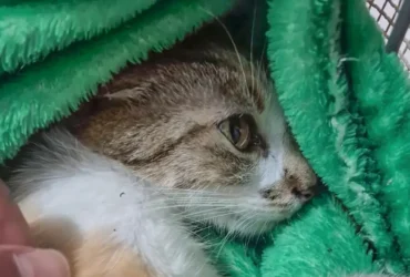 Mulher é presa por arremessar gata do 12º andar em Curitiba