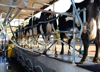 Produção recorde e preços em queda: perspectivas para o mercado de leite em 2026