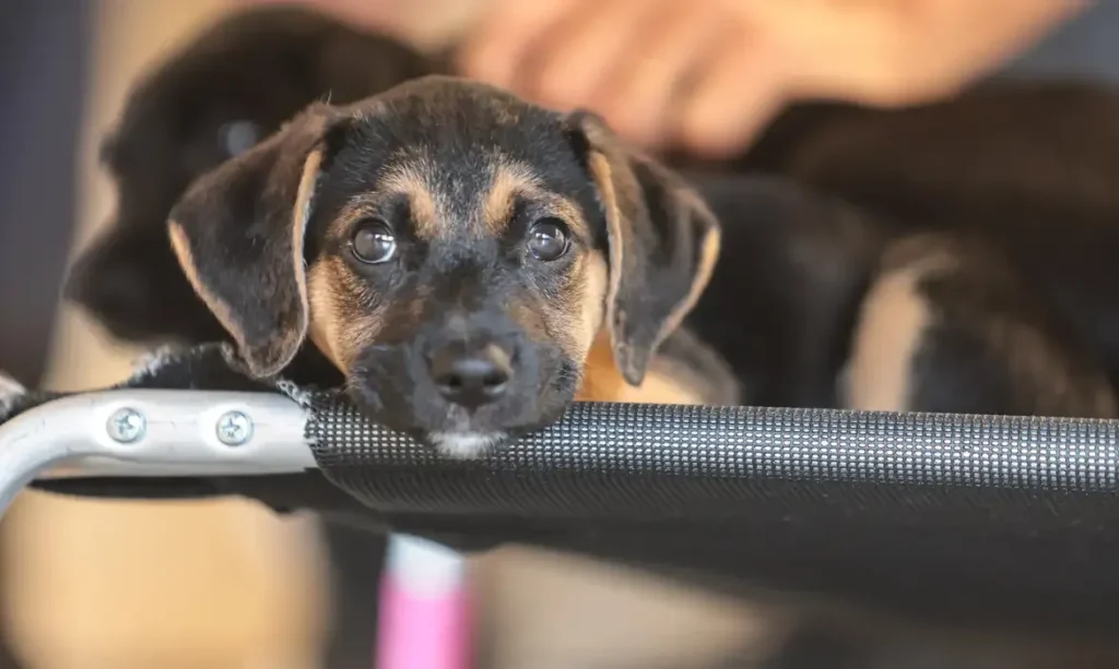 Convívio com Animais Ensina Crianças a Combater Violência