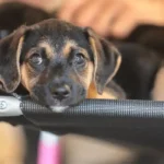 Convívio com Animais Ensina Crianças a Combater Violência