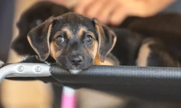 Convívio com Animais Ensina Crianças a Combater Violência