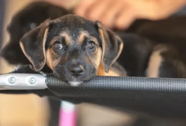 Convívio com Animais Ensina Crianças a Combater Violência