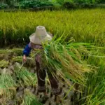 Protocolo reforça combate ao trabalho forçado no Brasil