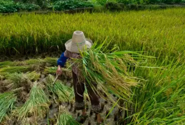 Protocolo reforça combate ao trabalho forçado no Brasil