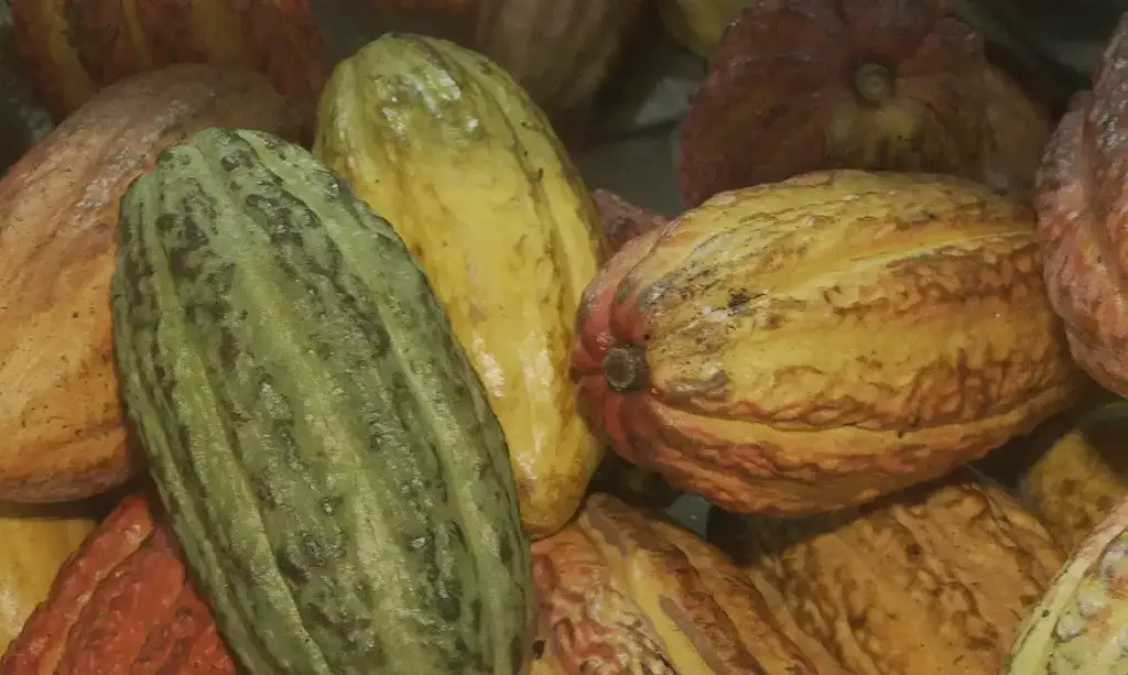 Importação de cacau é suspensa pelo governo por risco fitossanitário