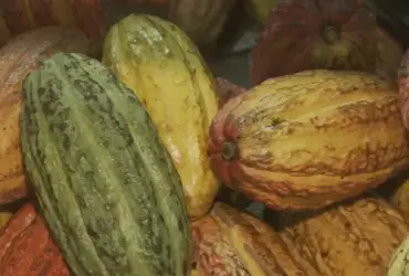 Importação de cacau é suspensa pelo governo por risco fitossanitário