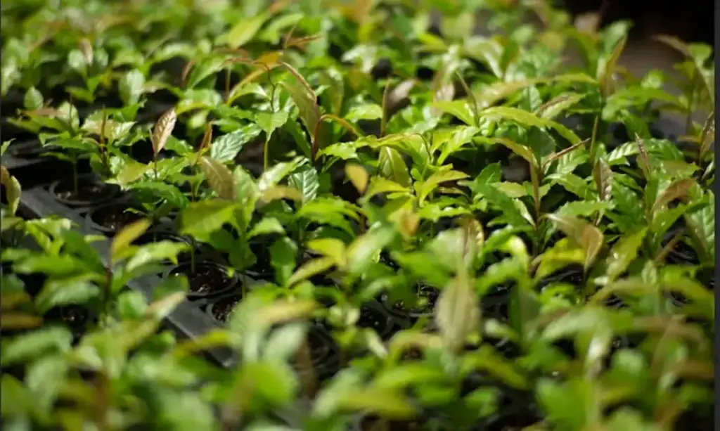 MataAtlântica avança como referência em restauração florestal no Brasil