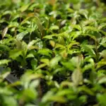 MataAtlântica avança como referência em restauração florestal no Brasil
