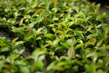 MataAtlântica avança como referência em restauração florestal no Brasil