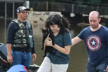 Senado Aprova Política de Proteção a Animais Resgatados em Desastres