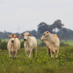 Abate alcança 641 mil em MT no início do ano; Imea aponta recuo de fêmeas após avanço