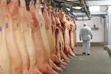Abate de suínos e produção de carne batem recorde no Brasil em 2025