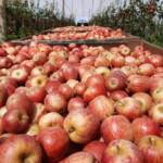 Abertura da safra da maçã projeta ciclo de alta produtividade e qualidade no Brasil