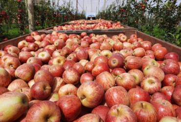 Abertura da safra da maçã projeta ciclo de alta produtividade e qualidade no Brasil
