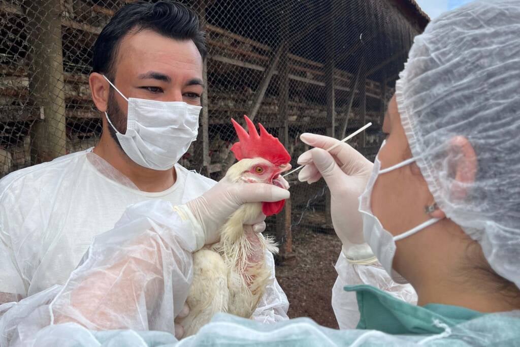 Adapar inicia novo ciclo de vigilância ativa para Influenza Aviária e Doença de Newcastle