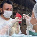 Adapar inicia novo ciclo de vigilância ativa para Influenza Aviária e Doença de Newcastle