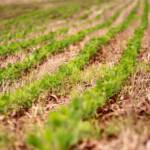 Adoção de boas práticas com redução de custos de produção da soja paranaense