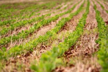 Adoção de boas práticas com redução de custos de produção da soja paranaense