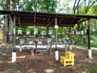 Agricultores familiares reconhecem a importância dos polinizadores na produção de alimentos, mas exigem conhecimentos sobre o tema