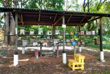 Agricultores familiares reconhecem a importância dos polinizadores na produção de alimentos, mas exigem conhecimentos sobre o tema