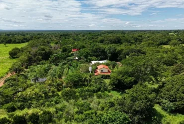 Agrofloresta em Santo Antônio busca selo para ovos caipira