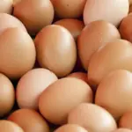 Alta dos ovos em fevereiro recupera poder de compra do avicultor paulista, aponta Cepea