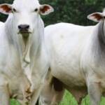 Arroba do boi gordo supera R$ 330 e acumula alta de 7,1% em fevereiro
