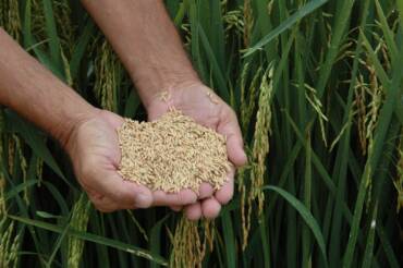 Arroz em casca mantém preços firmes no Rio Grande do Sul mesmo com ritmo lento de negócios