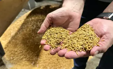 Arroz reage no RS e registra alta atípica para período de colheita