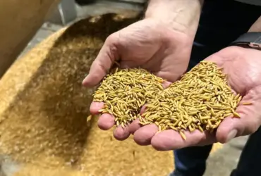 Arroz reage no RS e registra alta atípica para período de colheita