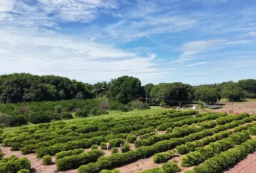 Assistência técnica rural fortalece agricultura familiar em Leverger