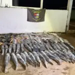 Bloqueio policial em Cuiabá apreende 340 kg de peixe ilegal escondidos em veículo
