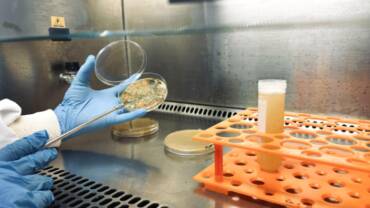 Bioinsumos da Embrapa avançam e buscam parcerias para produção comercial