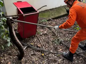 Resgate de jiboia mobiliza bombeiros em Primavera