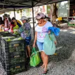 Segurança Alimentar em Cuiabá: Projeto no Pedra 90 beneficia 350 pessoas semanalmente