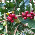 Café sombreado ganha incentivo e reforça tradição histórica em Santa Catarina